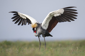 Animal