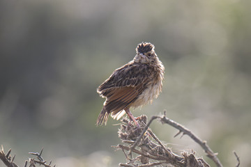 Animal