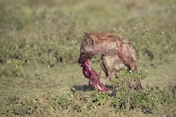 Animal