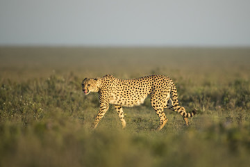 Animal