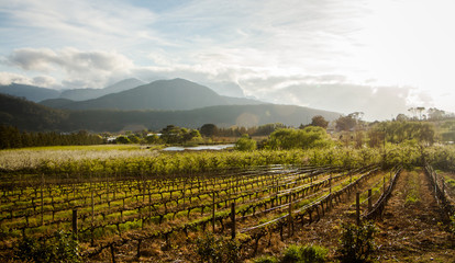 Franschoek Wine Farm