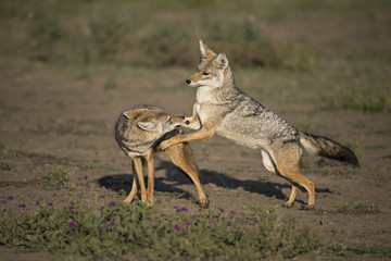 Animal
