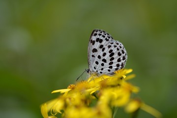 Butterfly from the Taiwan(Phengaris atroguttata formosana)Pale blue freckles butterfly