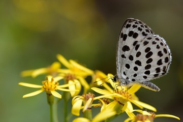 Butterfly from the Taiwan(Phengaris atroguttata formosana)Pale blue freckles butterfly