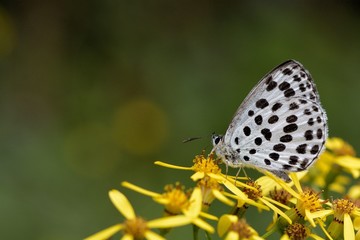 Naklejka na ściany i meble Butterfly from the Taiwan(Phengaris atroguttata formosana)Pale blue freckles butterfly
