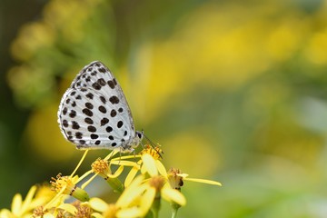 Butterfly from the Taiwan(Phengaris atroguttata formosana)Pale blue freckles butterfly