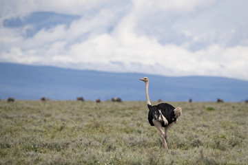 Naklejka premium Animal