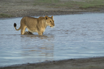 lion