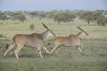 Animal