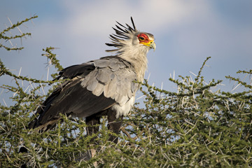 Animal