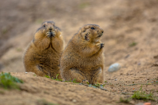 Cute prairie dogs  feeding