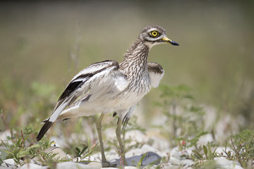 Animal