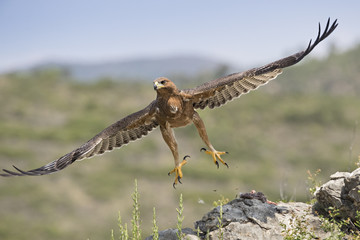 Animal
