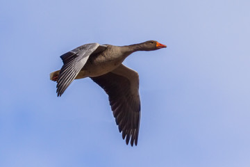 Migrating Greylag goose bif