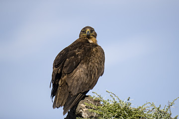 Animal