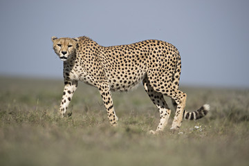 Animal