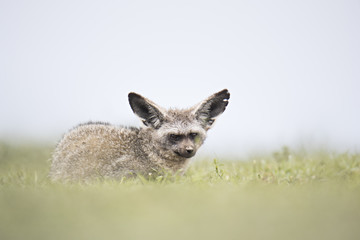 Animal