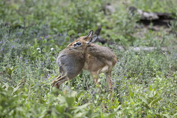 Animal