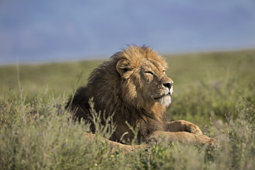 lion