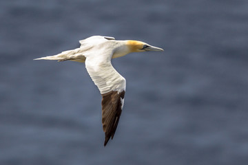 Northern gannet in flight against marine background