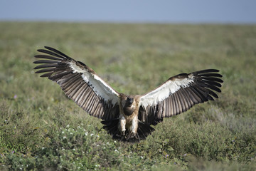 Animal