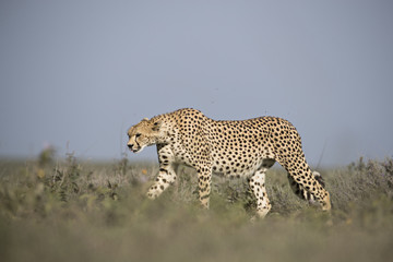 animal