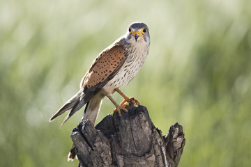 animal