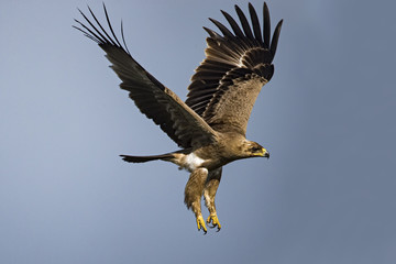 animal