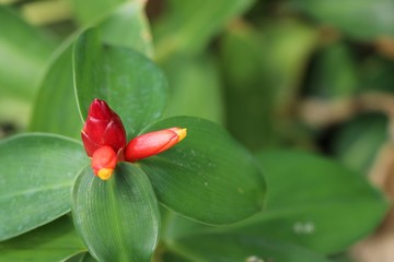 Zingiberaceae red flower nature background