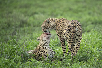 animal