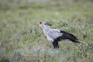animal