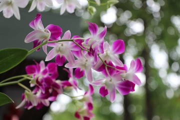 Fototapeta na wymiar Pink orchids freshness and beautiful color on tree