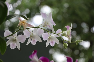 White orchids freshness flowers on tree in nature background