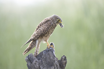 animal