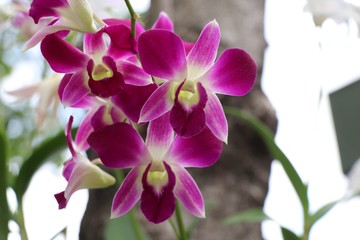 Pink orchids in nature background 