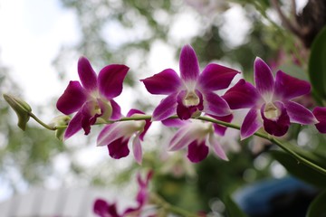 Pink orchids freshness and beautiful color on tree