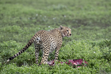 animal