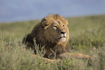 lion