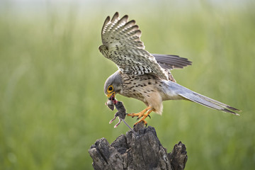 animal