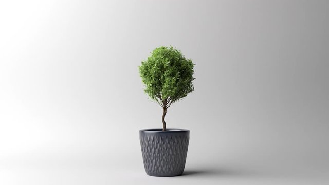 Growing myrtle tree in pot cg animation