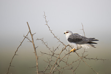 animal