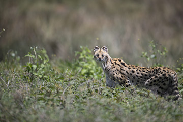 animal