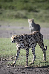 animal