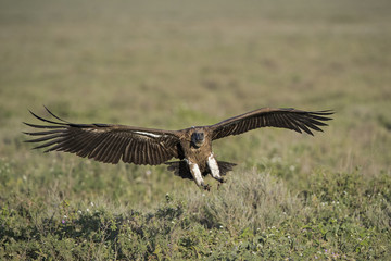 animal