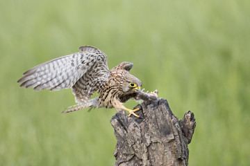 animal