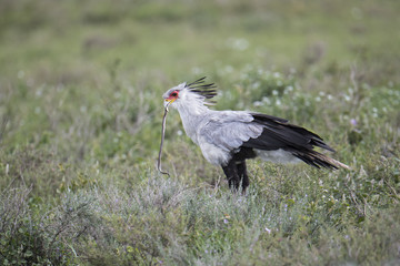 animal