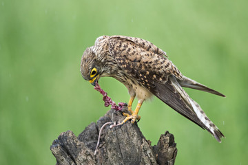 animal