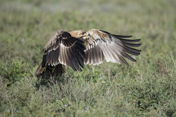 animal