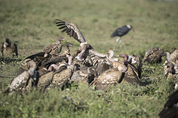 Obraz premium animal