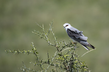 animal